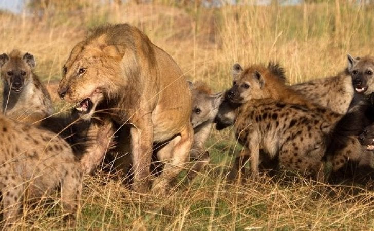 Ύαινες όρμησαν σε λιοντάρι για να του αρπάξουν το φαγητό του – Δείτε τι ακολούθησε (βίντεο)